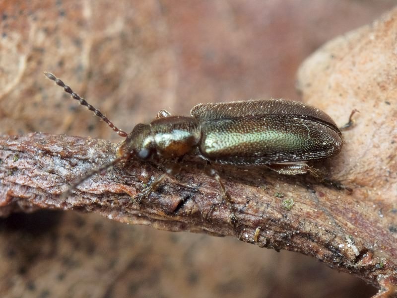 Orsodacne humeralis Latreille, 1804